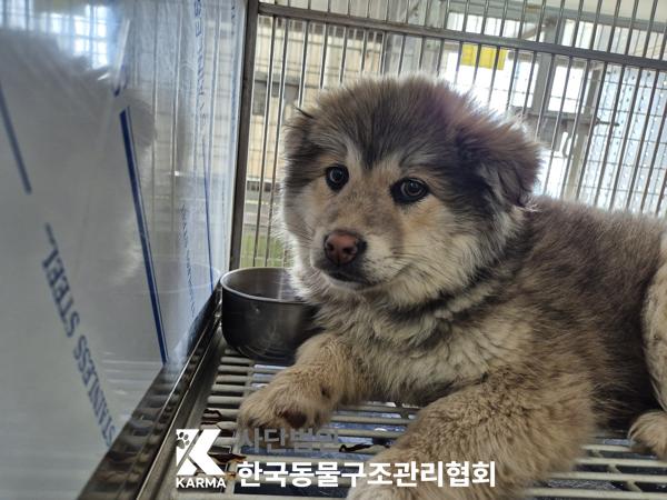 한국동물구조관리협회_441560202500371